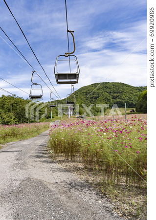 Cosmos blooming at the ski resort 69920986