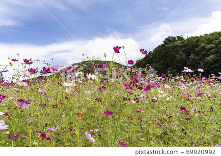 Cosmos blooming in the plateau 69920992