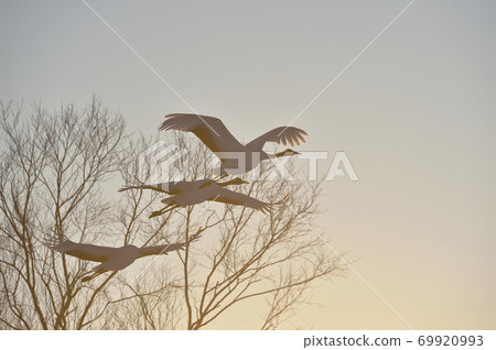Sunset sky and flock of tancho (Hokkaido) Sunset sky and flock of tancho (Hokkaido) 69920993