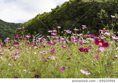 開花在高原的波斯菊 開花在高原的波斯菊 69920994