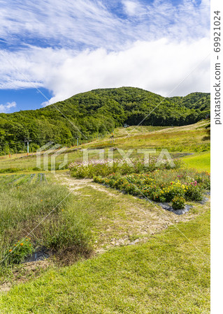 Flowers of Jibe Saka Kogen Cosmos Garden Flowers of Jibe Saka Kogen Cosmos Garden 69921024
