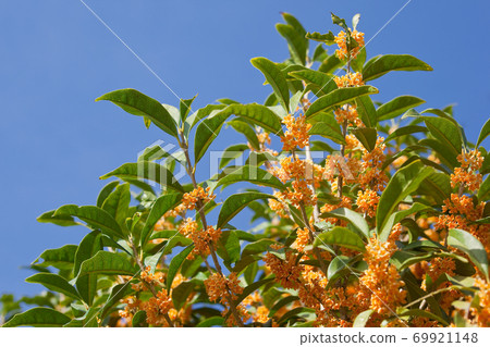 Osmanthus flower Osmanthus flower 69921148