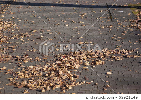 Fallen leaves gathered on the sidewalk 69921149