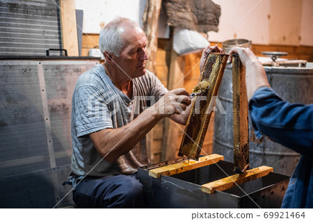 Beekeeper unseals honeycomb with a scraper to remove wax and subtract honey. 69921464