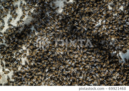 A swarm of bees crawling, macro shot. A colony of bees crawling on a white background. Beekeeping, small business, home apiary. A swarm of bees crawling, macro shot. A colony of bees crawling on a white background. Beekeeping, small business, home apiary. 69921468