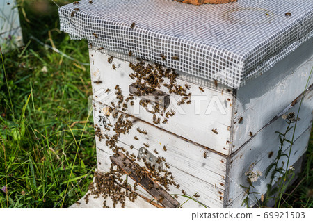 Honey Bees on Hive Entrance Hole. Flying Away and Returning. 69921503