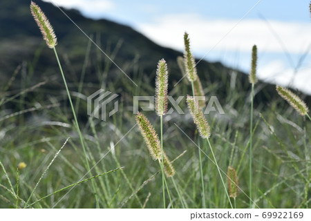Setaria viridis Setaria viridis 69922169