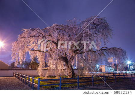 Weeping cherry blossoms at Hokiji Temple in Hokuto City, Hokuto City, Hokkaido 69922184