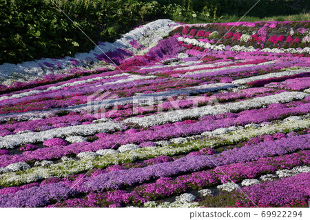 遍及北海道紀口町町福田村村上柴櫻園的芝櫻 69922294