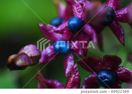 Harlequin (smell tree) flowers and fruits Harlequin (smell tree) flowers and fruits 69922369