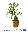 Houseplant Yuki isolated on white background. Dracaena Plant in A Flower Pot 69922485