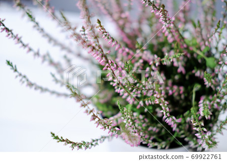 heather or briar plant in bloom.  69922761