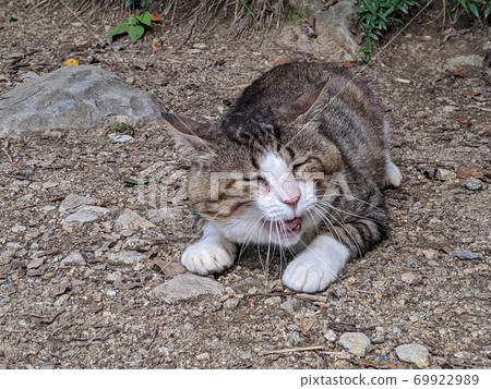 A cat comes to a laughing gate. 69922989