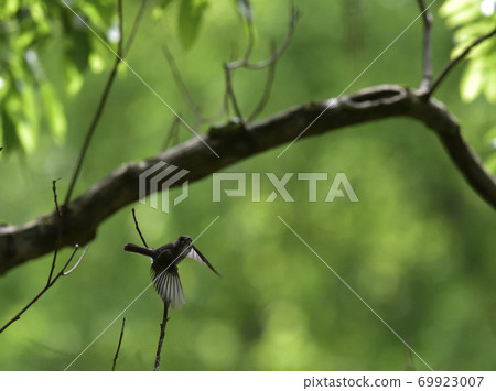 Kosamebitaki(小鯊魚鶲) Kosamebitaki(小鯊魚鶲) 69923007