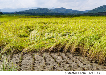 里山的稻山和水稻開始收穫 69923319