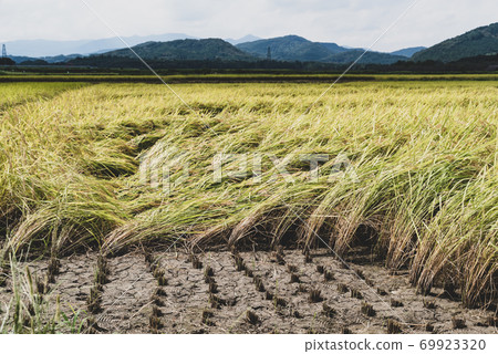 Satoyama paddy field Rice and mountain range where harvesting begins Film-like 1 69923320