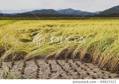 Satoyama paddy field Rice and mountain range where harvesting begins Film-like 2 69923321