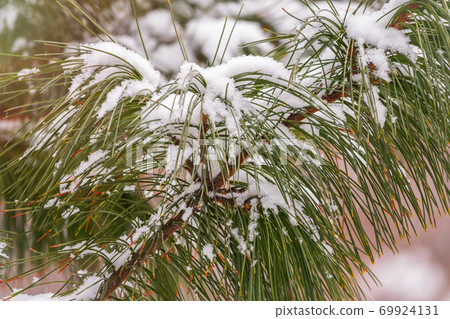 Cedar branches with long fluffy needles in winter covered with snow 69924131