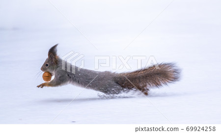Squirrel with nut quickly runs through the white snow. 69924258
