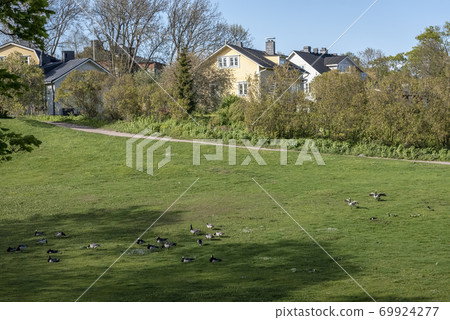 Lawn with wild birds next to typical Finnish houses in Suomenlinna Lawn with wild birds next to typical Finnish houses in Suomenlinna 69924277