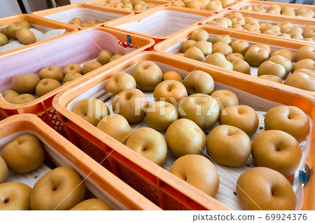 September, Pear direct sales office, Chiba prefecture, Japan September, Pear direct sales office, Chiba prefecture, Japan 69924376