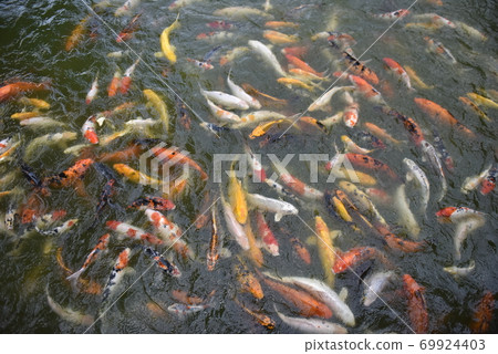 Fancy Carp swimming in the pond, Fancy Carp are golden. Fancy Carp swimming in the pond, Fancy Carp are golden. 69924403