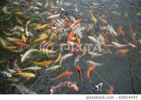 Fancy Carp swimming in the pond, Fancy Carp are golden. Fancy Carp swimming in the pond, Fancy Carp are golden. 69924405