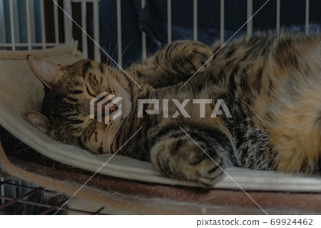 Cat, cat, animal, sleeping, cute SNS, sleeping phase, single-lens reflex advertising material Cat, cat, animal, sleeping, cute SNS, sleeping phase, single-lens reflex advertising material 69924462