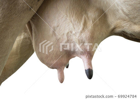 udder of young cow female isolated white background 69924784