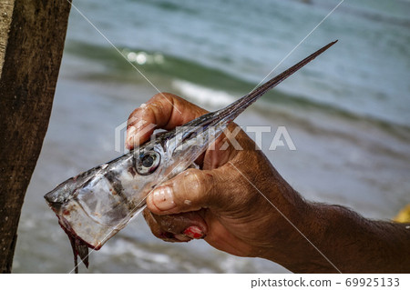 Needle-Nose Fish Head 69925133