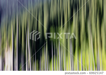 Abstract background of empty trees blurred Abstract background of empty trees blurred 69925147