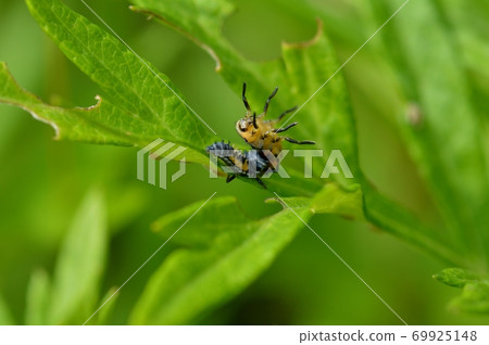 Where the larvae of Coccinella septempunctata molt and become pupae Where the larvae of Coccinella septempunctata molt and become pupae 69925148