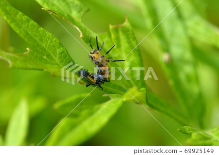 Where the larvae of Coccinella septempunctata molt and become pupae Where the larvae of Coccinella septempunctata molt and become pupae 69925149