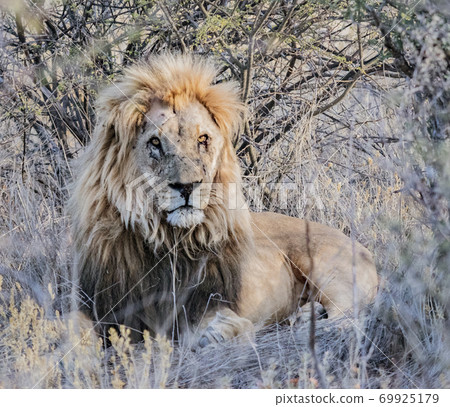 Adult male lion lies down in the short dry grass Adult male lion lies down in the short dry grass 69925179