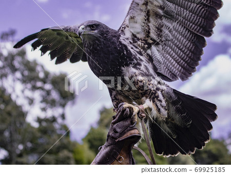 Black-Chested Buzzard-Eagle is held aloft by her trainer Black-Chested Buzzard-Eagle is held aloft by her trainer 69925185