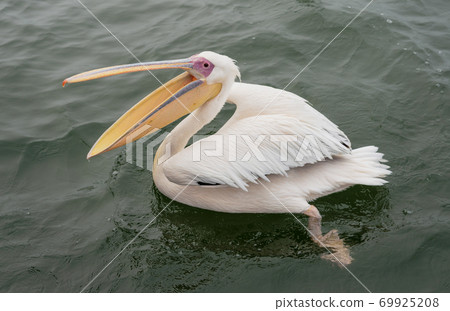 Great White Pelicans with their mouths open 69925208