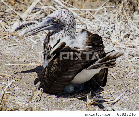 Blue footed booby sits on eggs 69925210