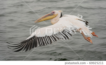 Great White Pelicans in flight Great White Pelicans in flight 69925211