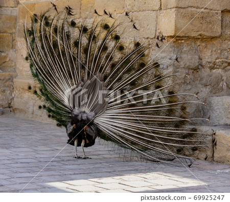 Peacock begins to expand its tail by shimmering and shaking 69925247