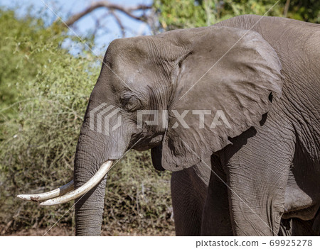 Profile of adult male elephant Profile of adult male elephant 69925278
