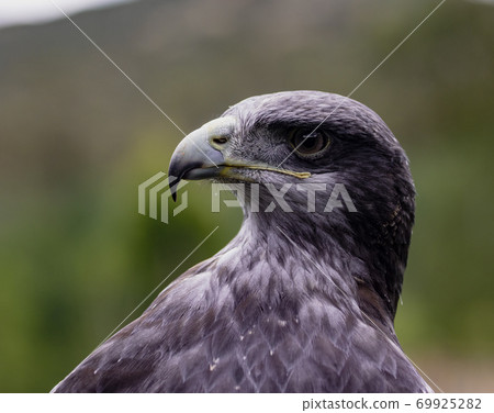 Close-up of Black-Chested Buzzard-Eagle head 69925282