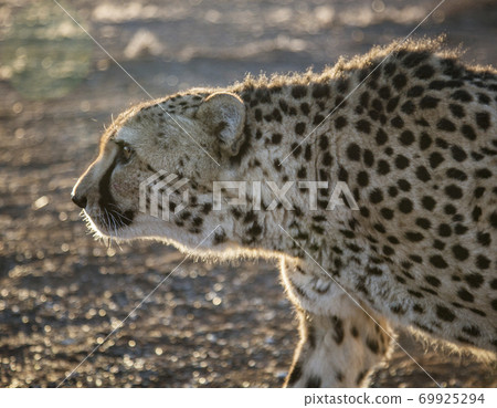 Closeup profile of adult cheetah 69925294