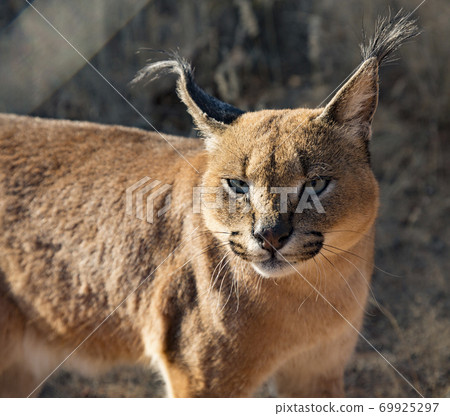 Caracal cat scans his surroundings 69925297