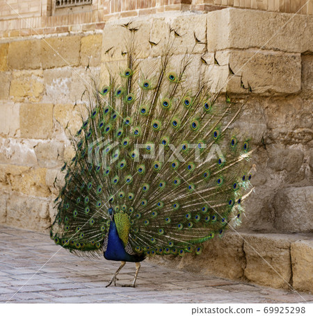 Peacock in full display Peacock in full display 69925298