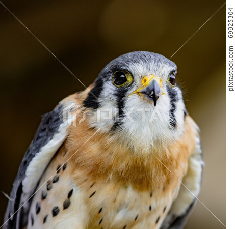 American kestrel perched American kestrel perched 69925304