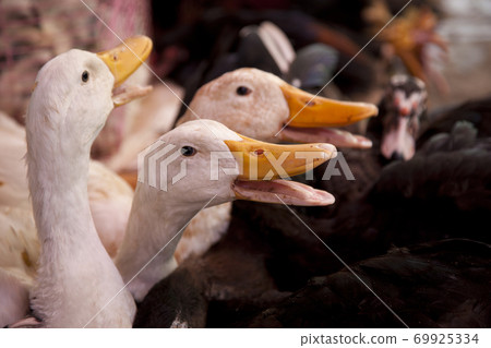 Geese for sale in local market 69925334