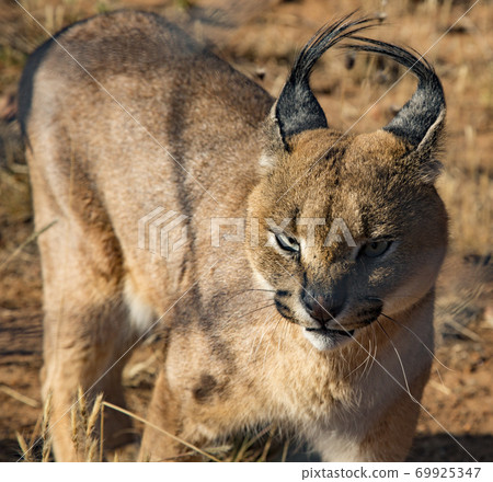 Caracal cat scans his surroundings Caracal cat scans his surroundings 69925347
