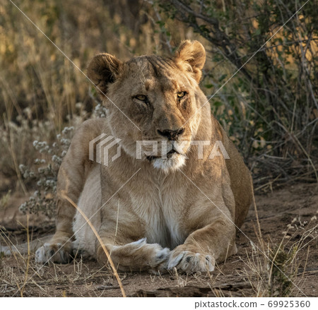 Adult female lions lies down, but constantly scans the horizon Adult female lions lies down, but constantly scans the horizon 69925360