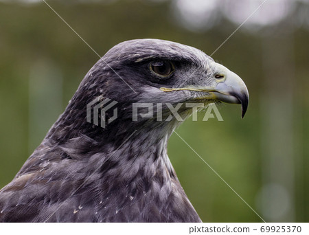 Close-up of Black-Chested Buzzard-Eagle head Close-up of Black-Chested Buzzard-Eagle head 69925370