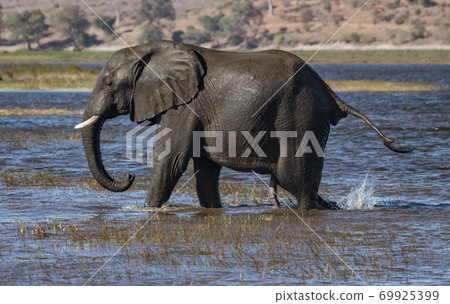 Elephant walks across marsh land 69925399